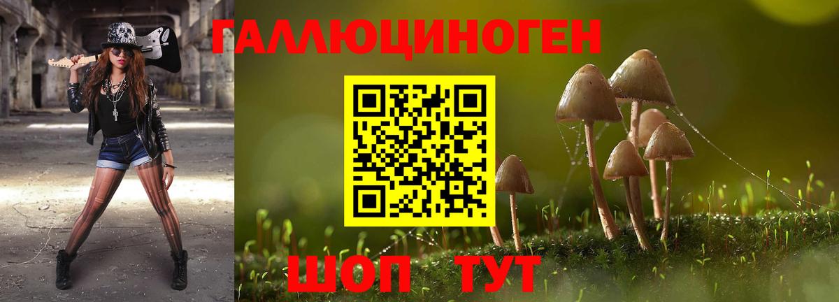 Гатчина  Псилоцибиновые грибы Cubensis  Вход с VPN 